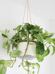 Cream Hanging Plant Pot