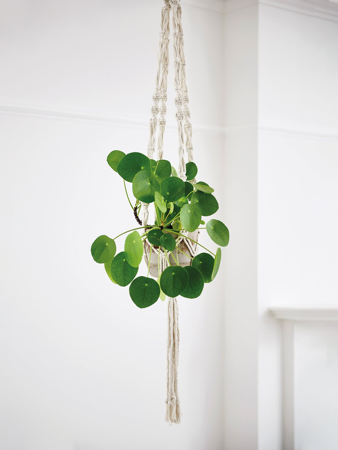 macrame hanging plant kit Plant Hanger Craft Kit in Macramé